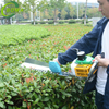 China Suppliers Hedge Trimmer and Tea Pruning Machine with High Efficiency for farm Field