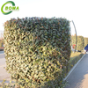 Professional 2 Stroke Cordless Gas Powered Hedge Shears for Conical Plant