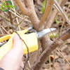 Cordless 21v Electric Branch Scissor 30mm Pruner Garden Scissor Grape Tree Electric Pruning Shears For Sale